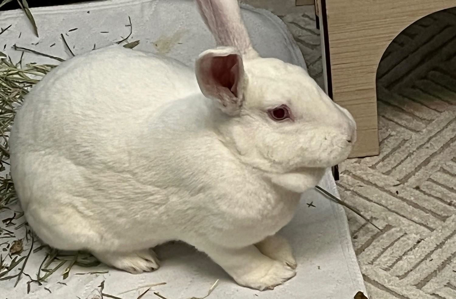 Briggsy the Bunny